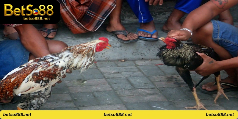 betso88 cockfighting