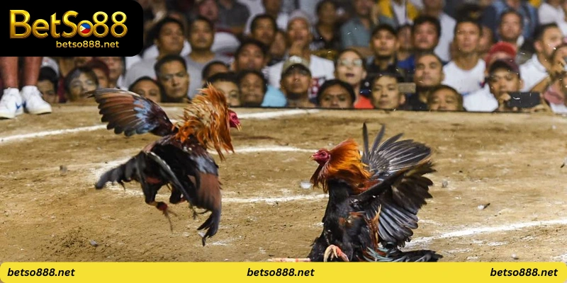 betso88 cockfighting