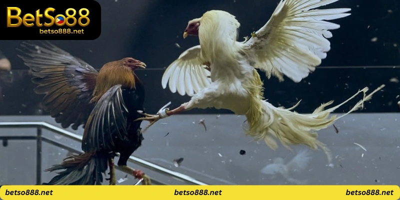cockfight Philippines live