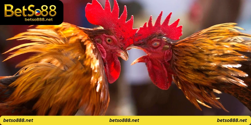 Mobile applications for cockfighting