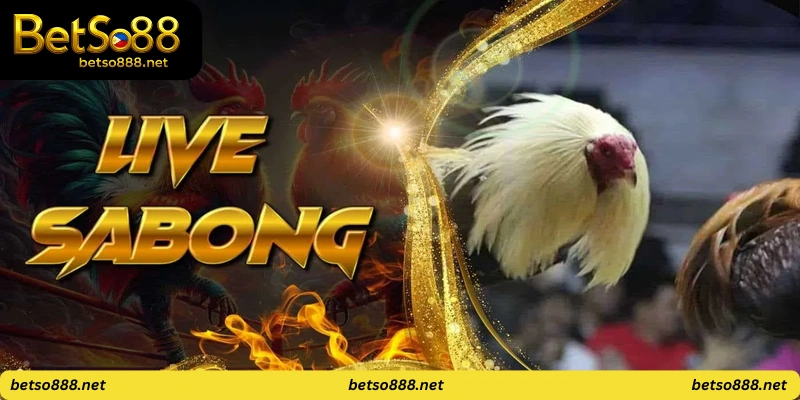 Pinoy Sabong Live