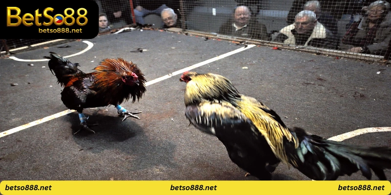 Royal Cockfight