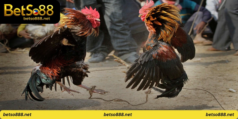 Royal Cockfight